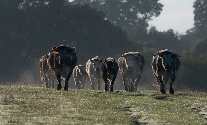 Cows in field at Knepp Estate in Sussex. Image credit Knepp Estate Facebook 