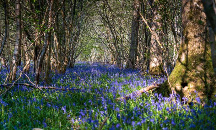 A gorgeous bluebell carpet 