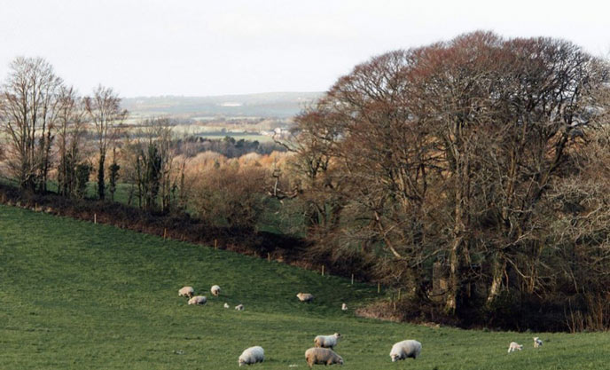 Sheep grazing at Trelowarren Estate