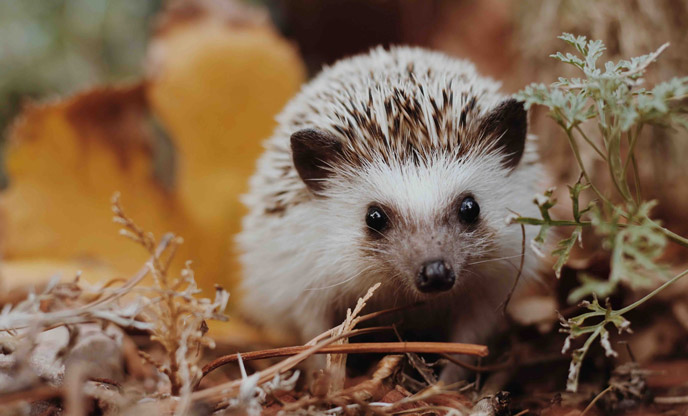 Hedgehog amongst autumn leaves