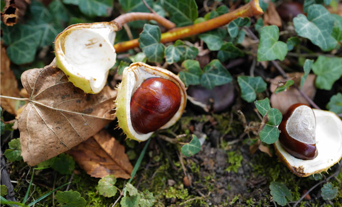 Foraging for conkers in the autumn
