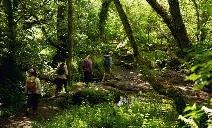 A group of people walking through the forest past a pond during some forest bathing
