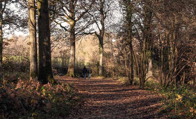 Ashdown Forest in autumn when the trees are golden