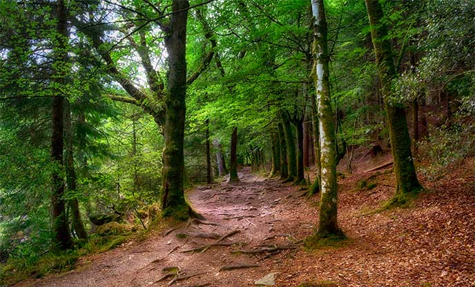 Woodland walk through dense green forest in Wales 