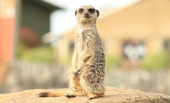 A meerkat standing on a rock at the Yorkshire Wildlife Park in Yorkshire